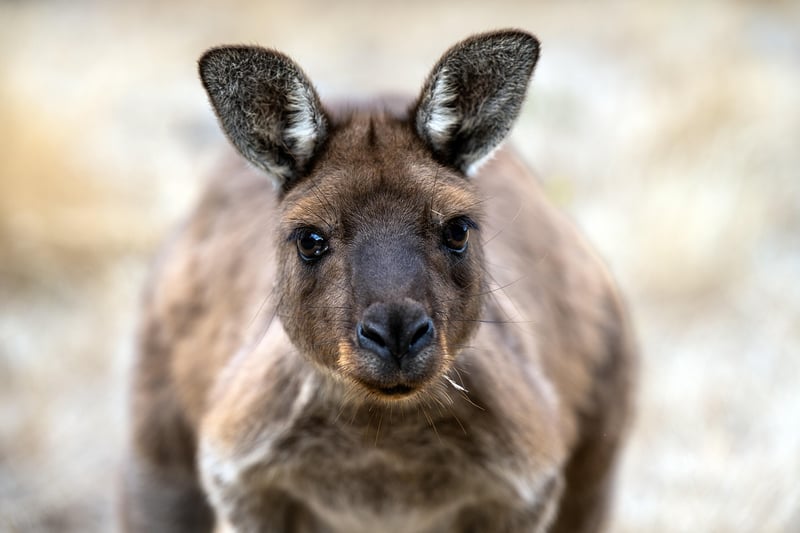 Kangaroo in Australia