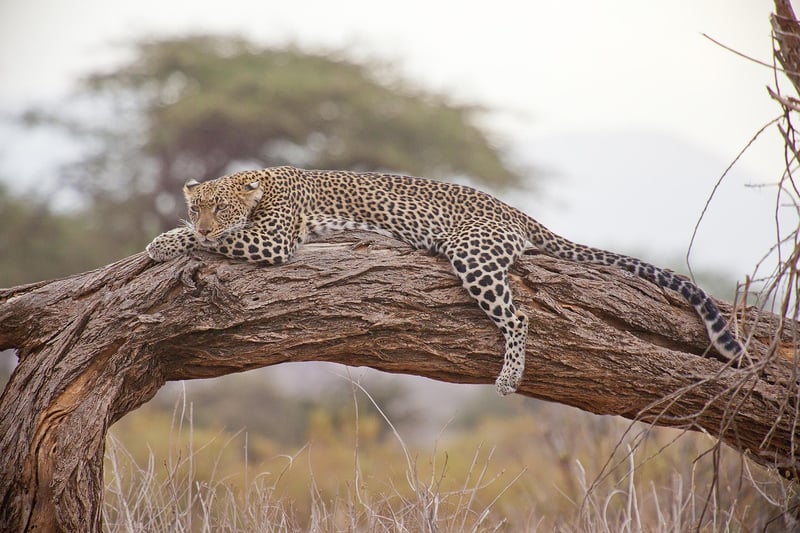 Safari in South Africa