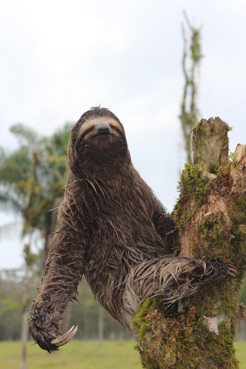 Costa Rica Wildlife